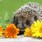 Breeding Hedgehogs – When to breed