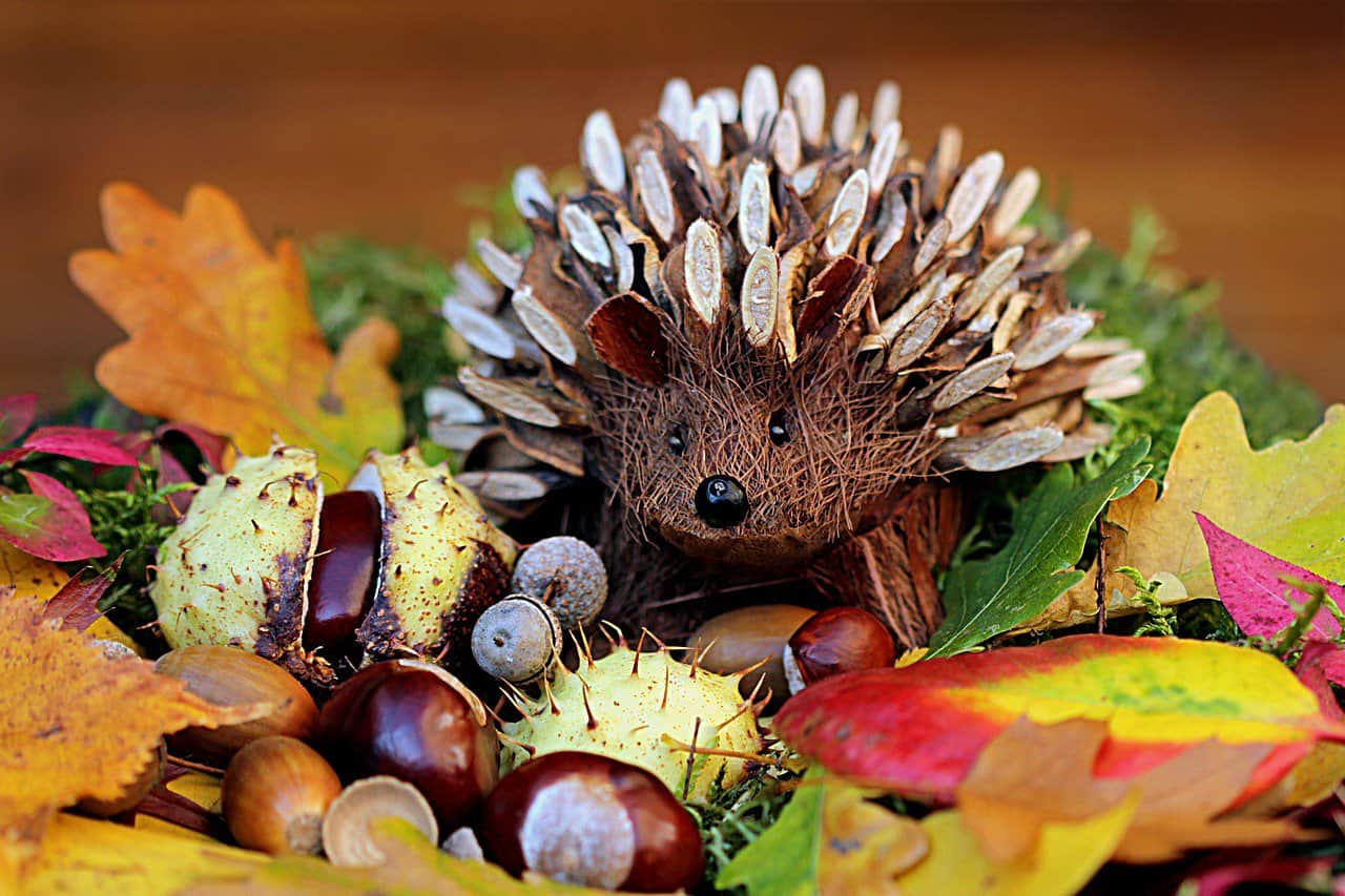 Breeding Hedgehogs – When to