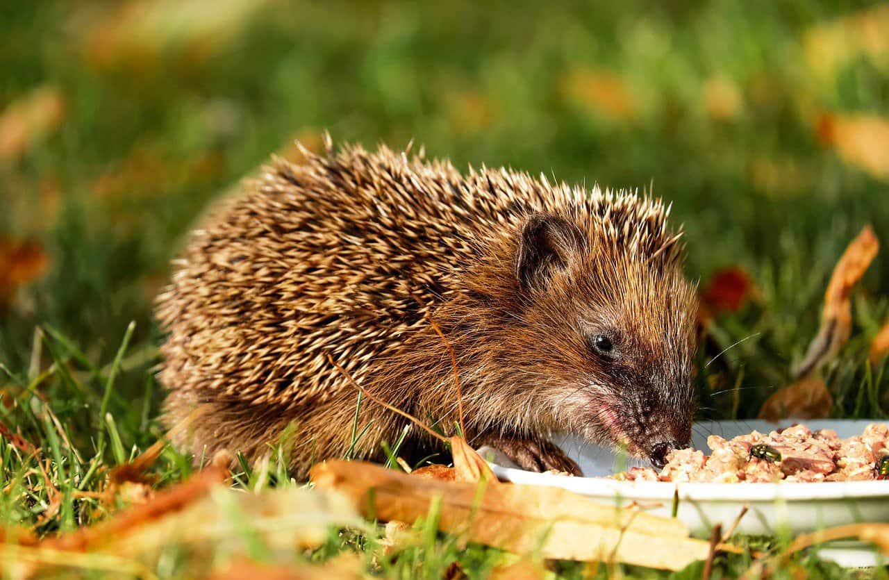 Breeding Hedgehogs – When
