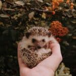 Breeding hedgehogs