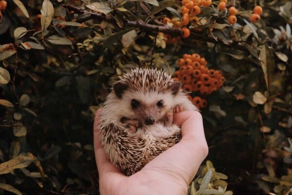 Breeding Hedgehogs – Everything You Need to Know