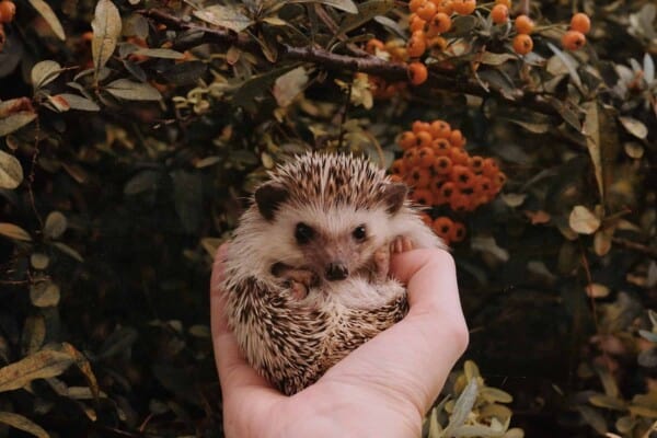 Breeding hedgehogs