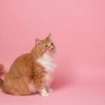 Cat Sizes – Getting Fat