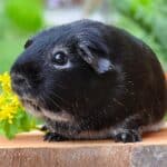 Guinea Pig Lifespan – Extend