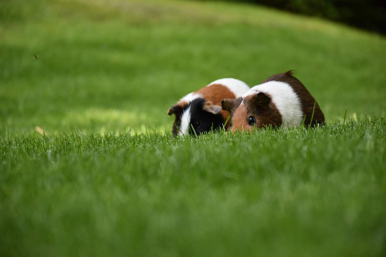 Guinea Pig Lifespan – Extend life