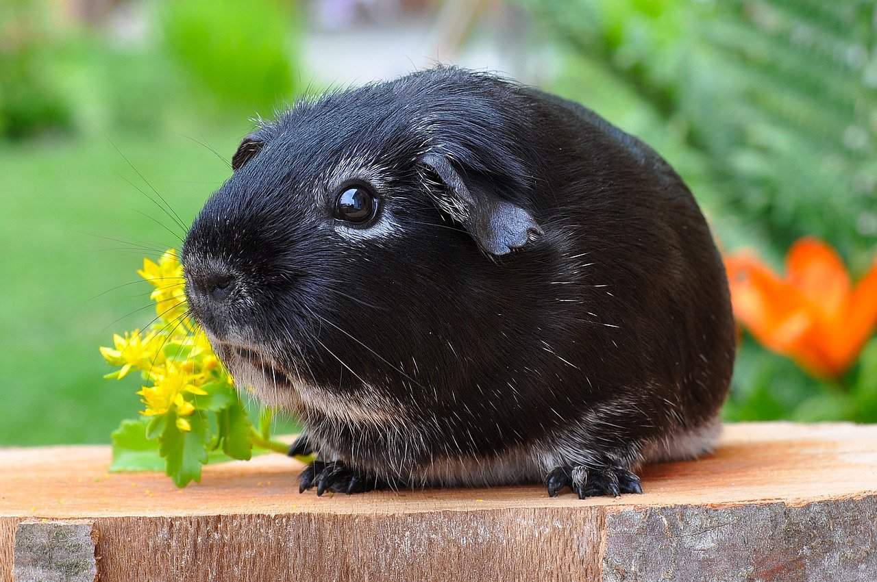 Guinea Pig Lifespan – Extend