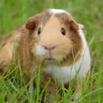 Guinea Pig Lifespan – Happy