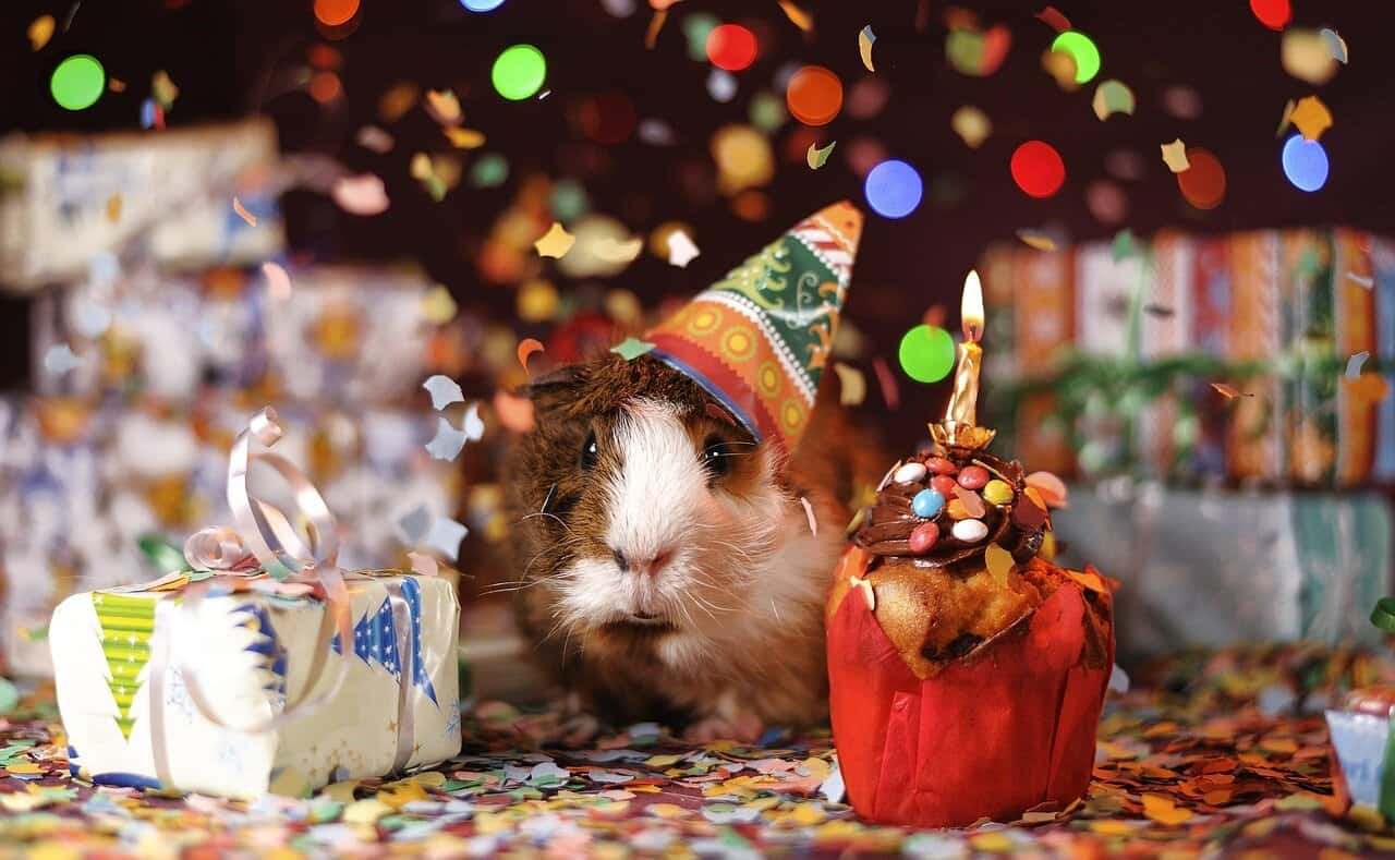 Guinea Pig Lifespan – Happy life