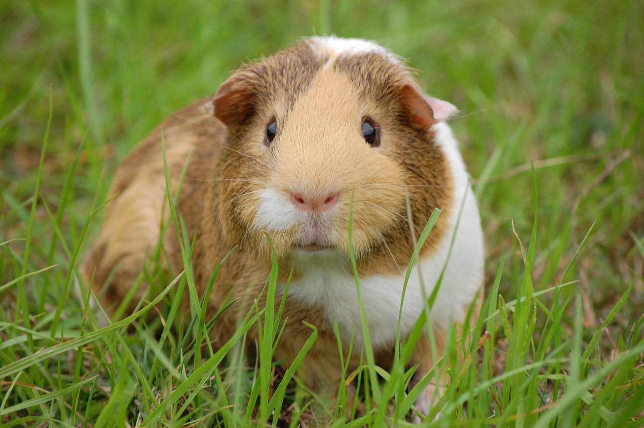 Guinea Pig Lifespan – Happy