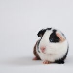 Guinea Pig Lifespan – How long