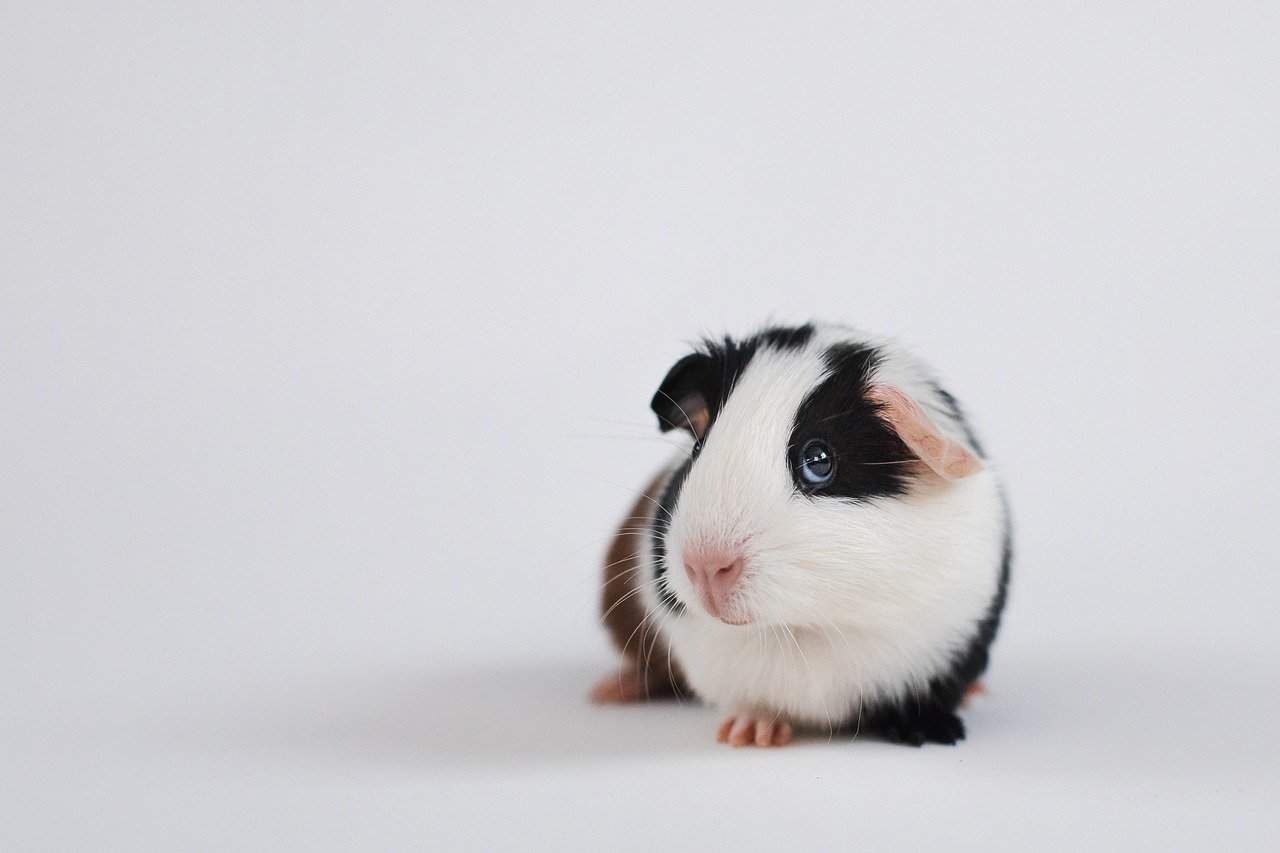 Guinea Pig Lifespan – How long