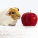 Guinea Pig Lifespan – Life