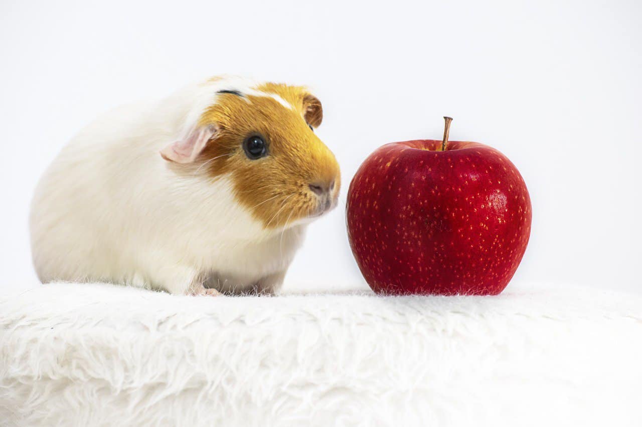 Guinea Pig Lifespan – Life