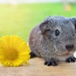 Guinea Pig Lifespan – Long life