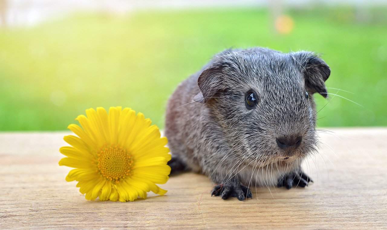 Guinea Pig Lifespan – Long life