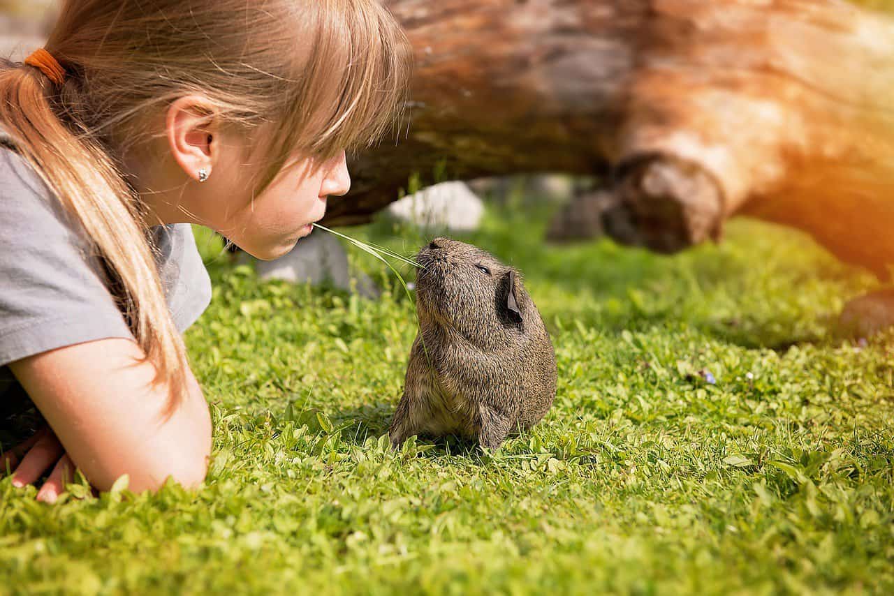 Guinea Pig Lifespan – What to know before