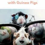 Movies with Guinea Pigs pin