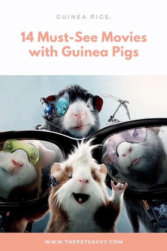 Movies with Guinea Pigs pin