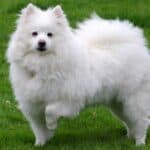 The 30 Best Dog Breeds for Apartments – American Eskimo Dog