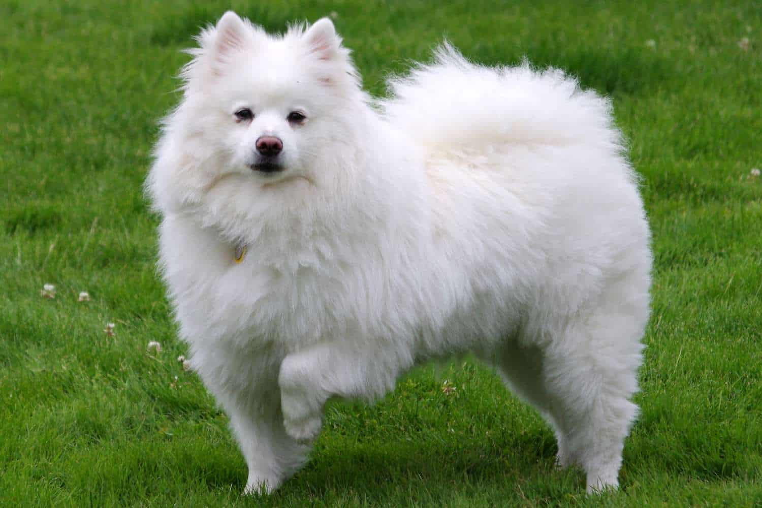 The 30 Best Dog Breeds for Apartments – American Eskimo Dog