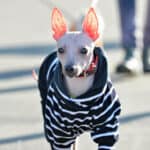 The 30 Best Dog Breeds for Apartments – American Hairless Terrier