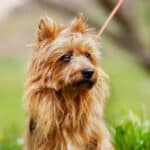 The 30 Best Dog Breeds for Apartments – Australian Terrier