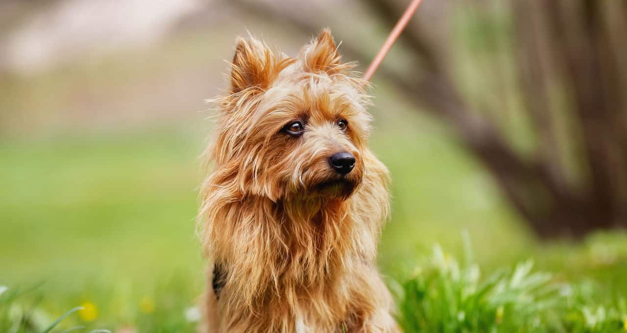 The 30 Best Dog Breeds for Apartments – Australian Terrier