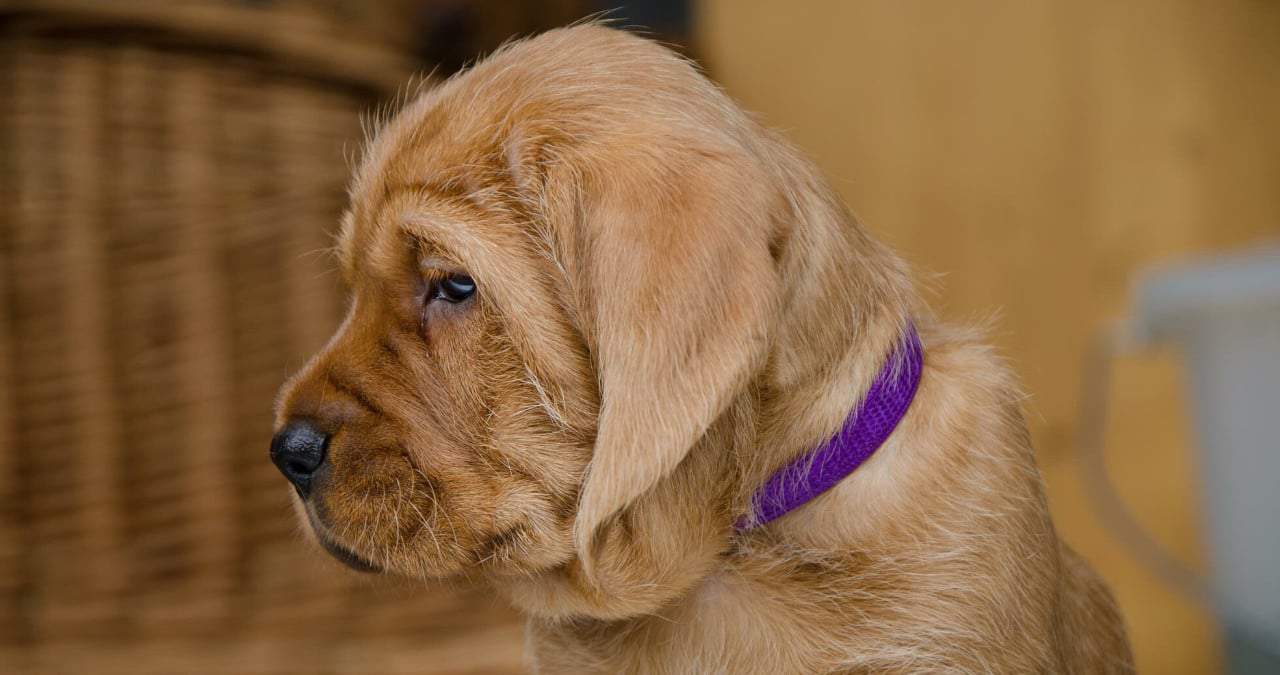 The 30 Best Dog Breeds for Apartments – Basset Fauve de Bretagne