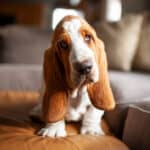 Basset Hound puppy dog sits on couch at home with cute expression