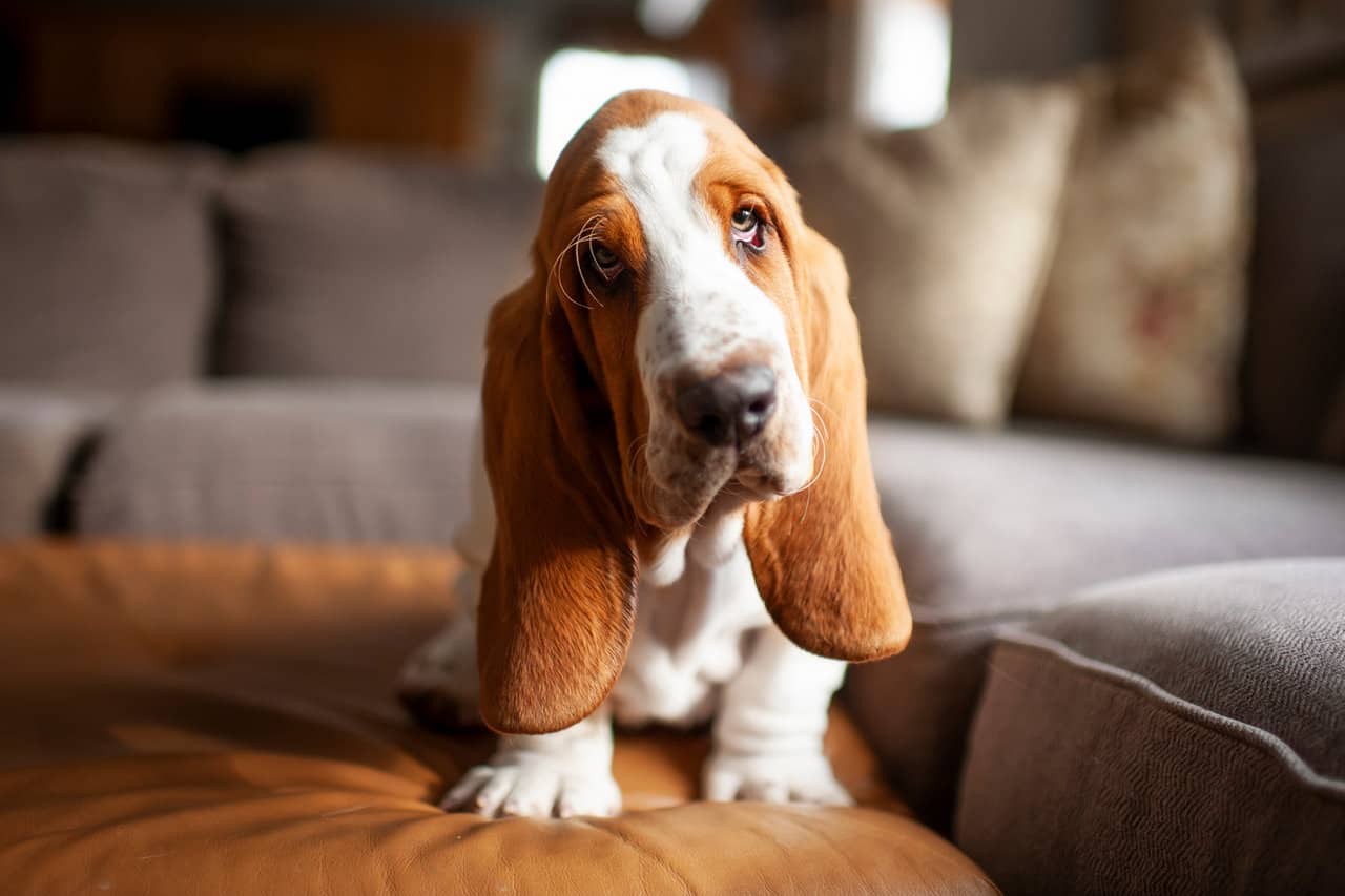 Basset Hound puppy dog sits on couch at home with cute expression