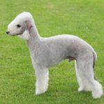 The 30 Best Dog Breeds for Apartments – Bedlington Terrier