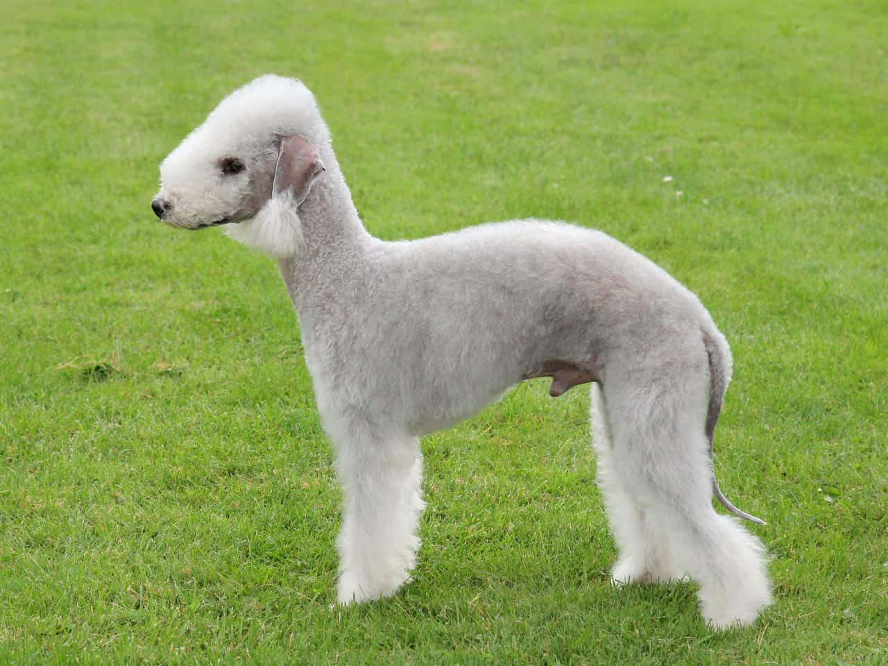 The 30 Best Dog Breeds for Apartments – Bedlington Terrier