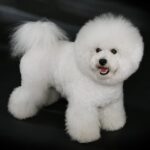 The 30 Best Dog Breeds for Apartments – Bichon Frise