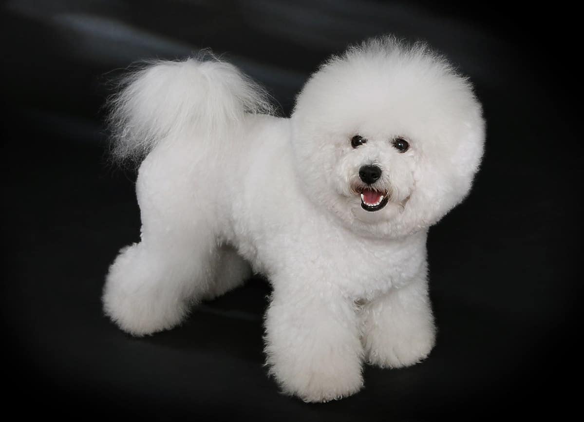 The 30 Best Dog Breeds for Apartments – Bichon Frise