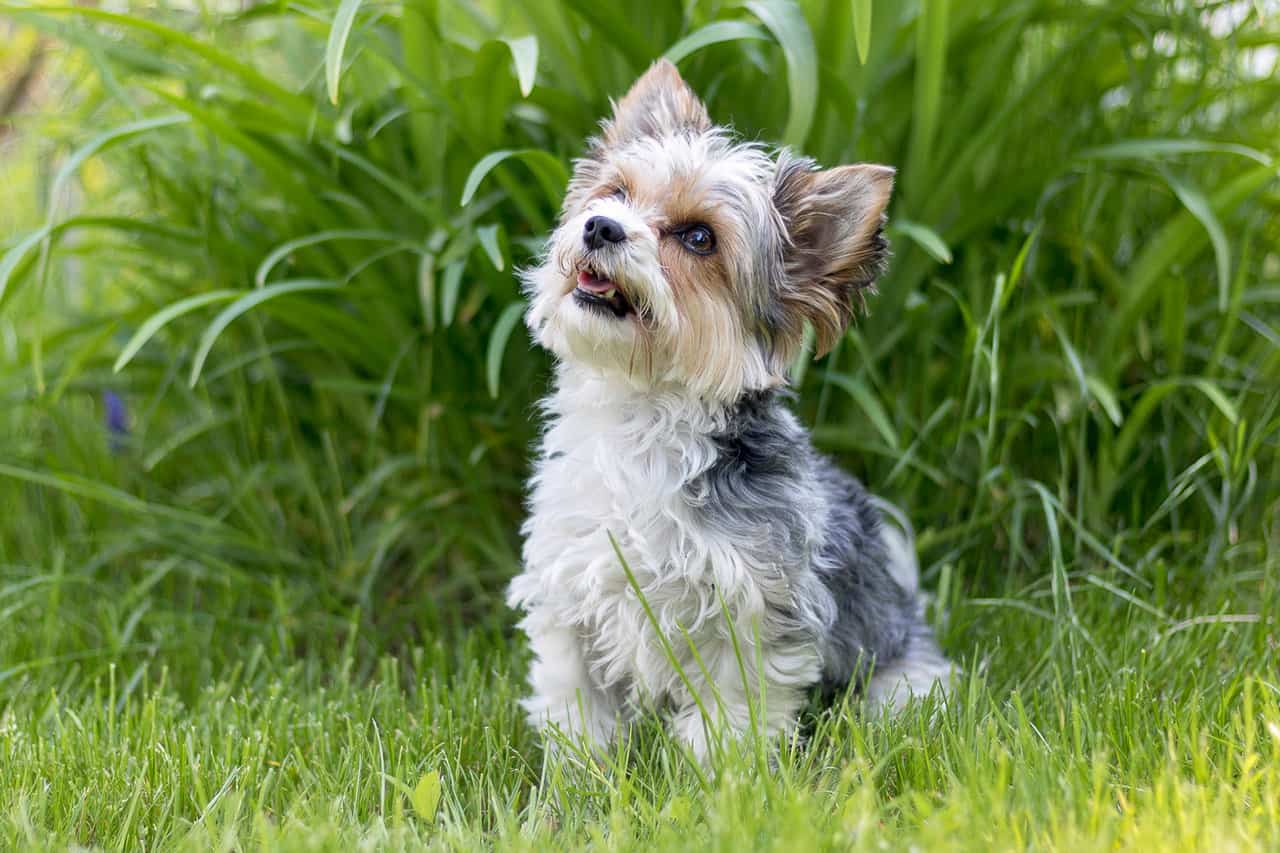 The 30 Best Dog Breeds for Apartments - Biewer Terrier