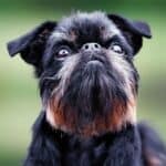 The 30 Best Dog Breeds for Apartments – Brussels Griffon