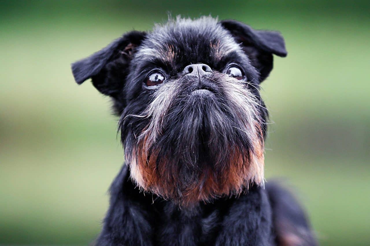 The 30 Best Dog Breeds for Apartments – Brussels Griffon