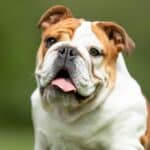 The 30 Best Dog Breeds for Apartments – Bulldog