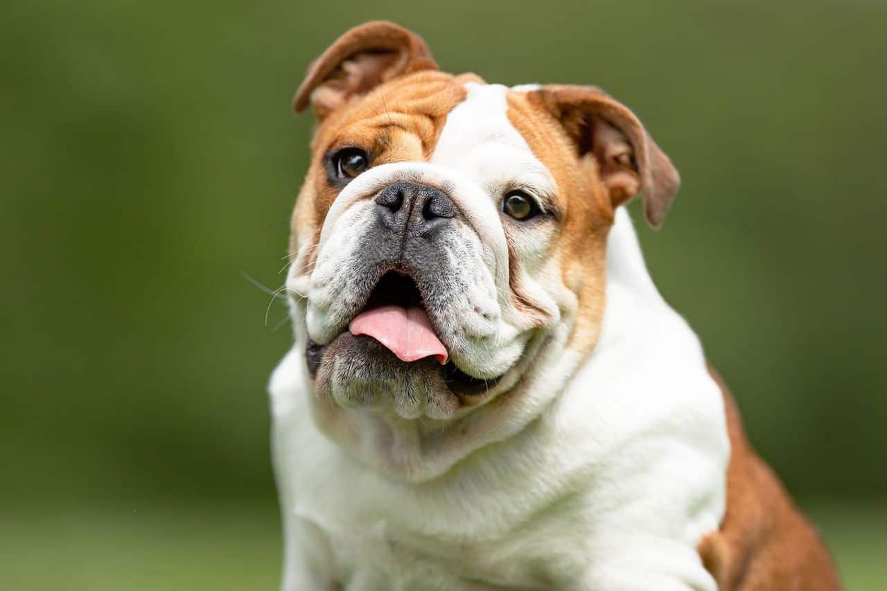 The 30 Best Dog Breeds for Apartments – Bulldog