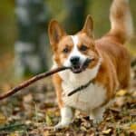 The 30 Best Dog Breeds for Apartments – Cardigan Welsh Corgi