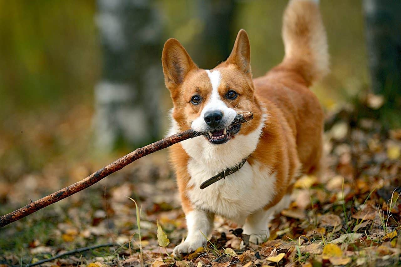 The 30 Best Dog Breeds for Apartments – Cardigan Welsh Corgi