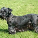 The 30 Best Dog Breeds for Apartments – Cesky Terrier