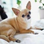 The 30 Best Dog Breeds for Apartments – Chihuahua