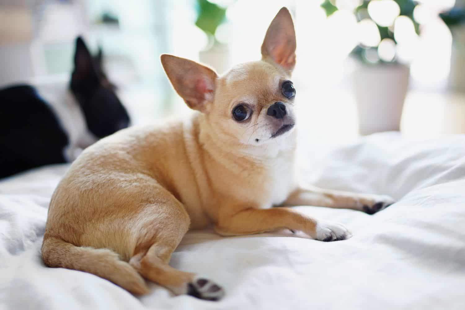 The 30 Best Dog Breeds for Apartments – Chihuahua