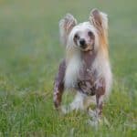 The 30 Best Dog Breeds for Apartments – Chinese Crested