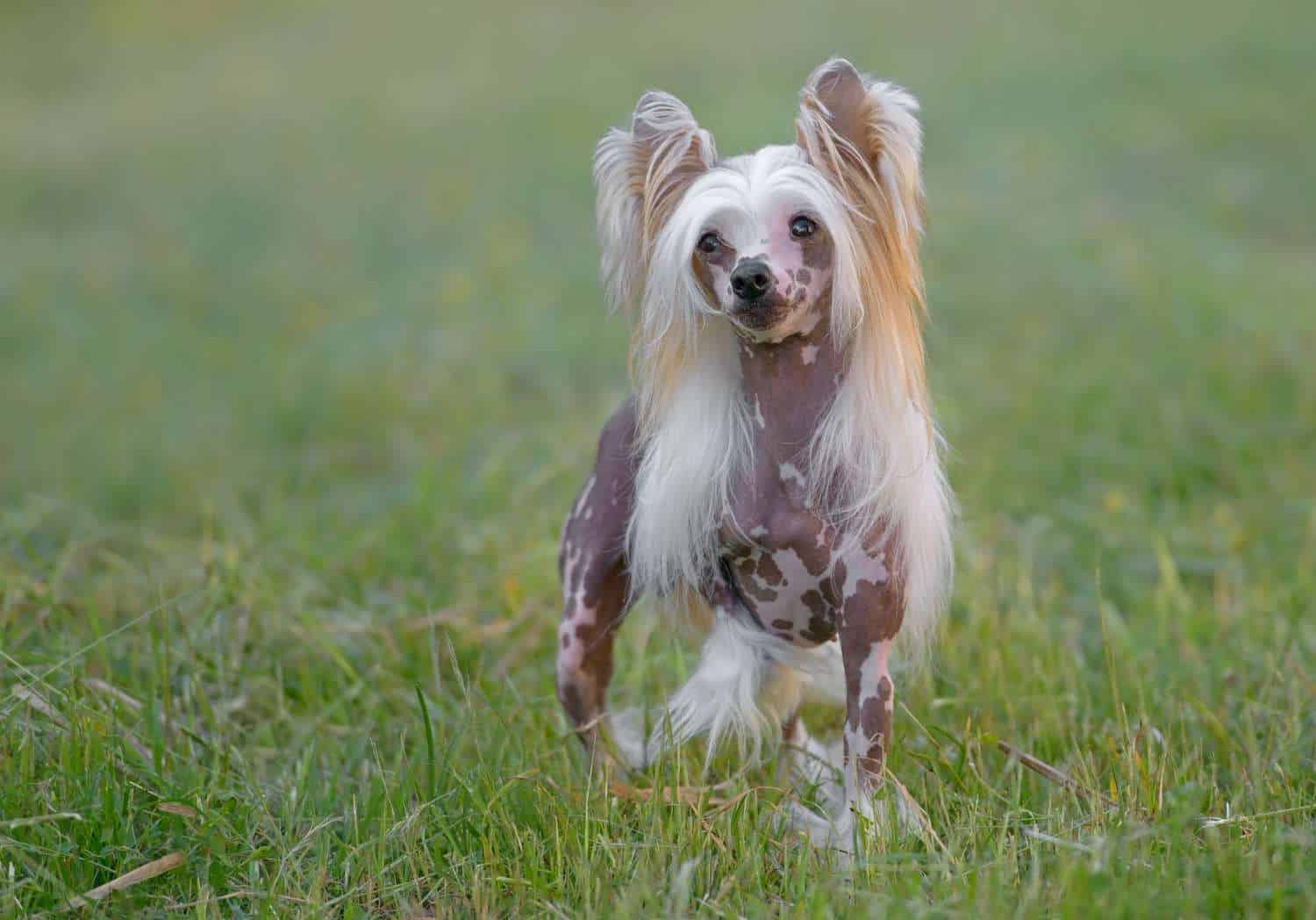 The 30 Best Dog Breeds for Apartments – Chinese Crested