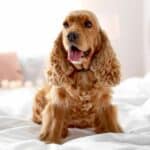 The 30 Best Dog Breeds for Apartments – Cocker Spaniel