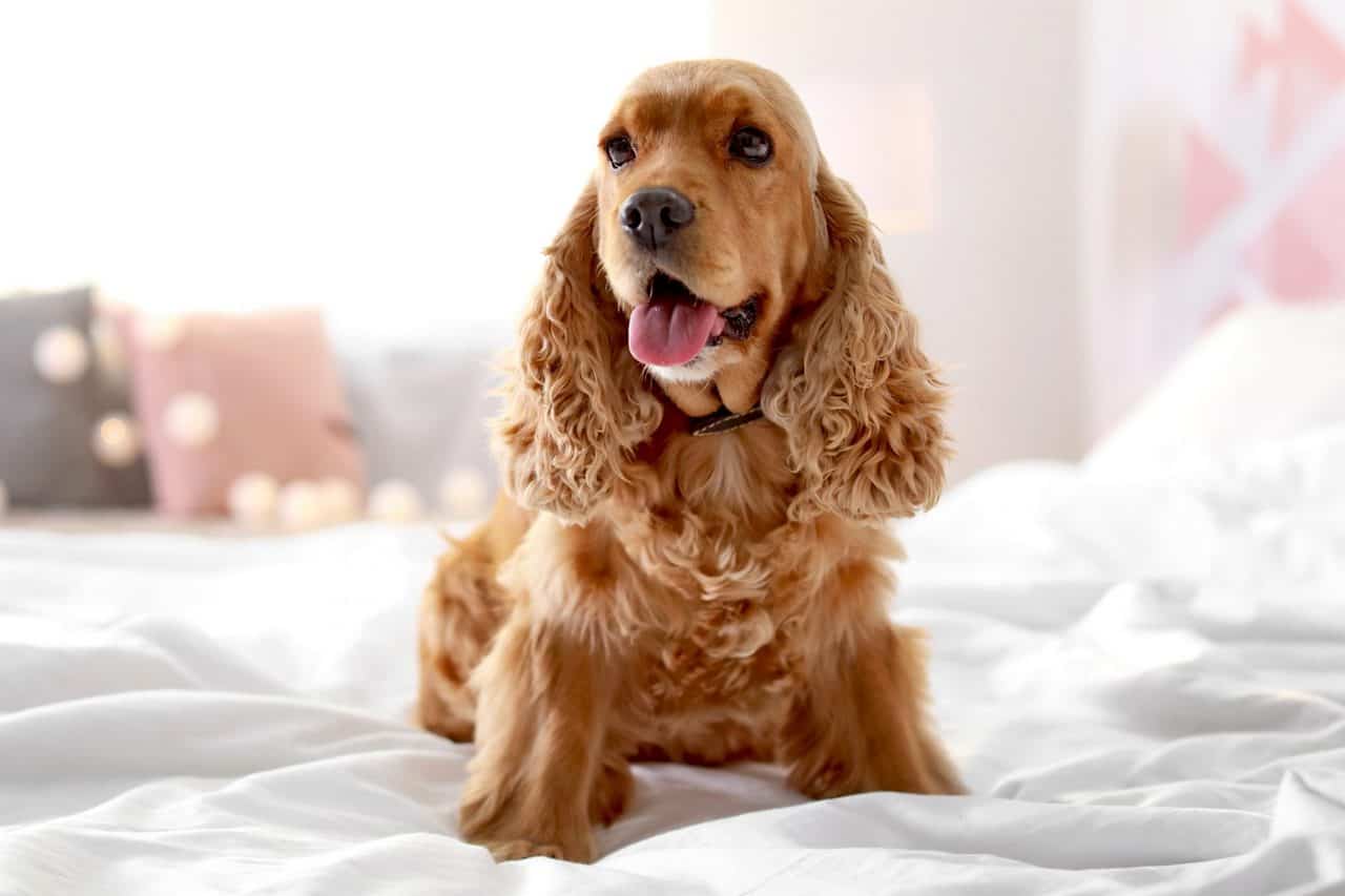 The 30 Best Dog Breeds for Apartments – Cocker Spaniel