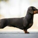 The 30 Best Dog Breeds for Apartments – Dachshund