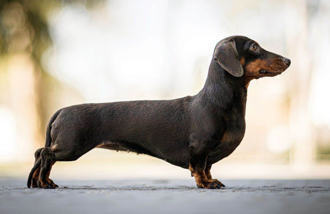 The 30 Best Dog Breeds for Apartments – Dachshund